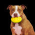 Bark Go Mango Super Chewer Dog Toy - Large